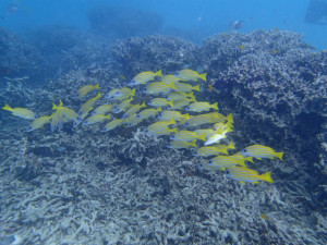 沖縄 ダイビング 真栄田岬 FUNダイビング 体験ダイビング