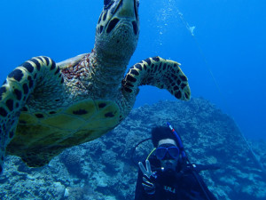 沖縄　ダイビング　慶良間　体験ダイビング　FUNダイビング