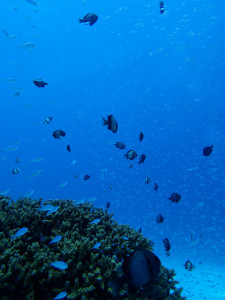 沖縄　ダイビング　慶良間　体験ダイビング　FUNダイビング