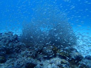 沖縄　ダイビング　慶良間　体験　FUN
