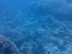 沖縄　ダイビング　慶良間　体験ダイビング