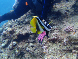 沖縄　ダイビング　慶良間　体験ダイビング