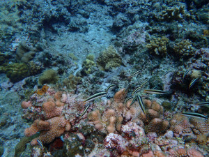 沖縄　ダイビング　慶良間　体験ダイビング