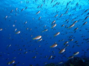 沖縄　ダイビング　慶良間　体験ダイビング