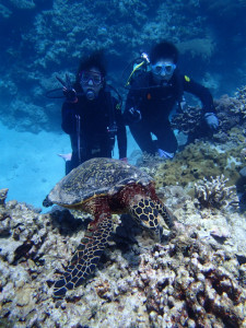 沖縄　ダイビング　慶良間　体験ダイビング