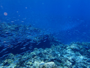 沖縄　ダイビング　慶良間　体験ダイビング