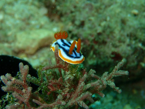 沖縄　ダイビング　砂辺　体験ダイビング