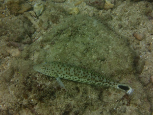 沖縄　ダイビング　砂辺　体験ダイビング