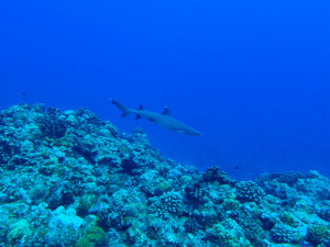 沖縄　ダイビング　慶良間　FUNダイビング