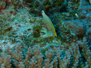 沖縄　ダイビング　万座　FUNダイビング