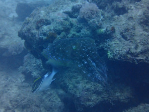 沖縄　ダイビング　万座　FUNダイビング