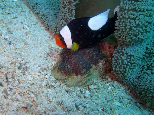 沖縄　ダイビング　万座　FUNダイビング