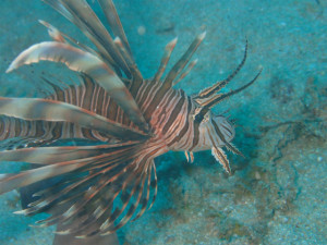 沖縄　ダイビング　ハナミノカサゴ