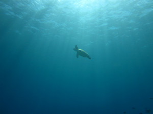 慶良間　体験ダイビング