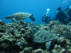 沖縄　体験ダイビング　慶良間