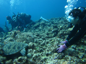 沖縄　体験ダイビング　慶良間