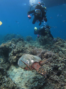 沖縄　体験ダイビング　ウミガメ