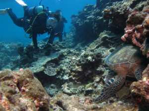 沖縄　ダイビング　慶良間