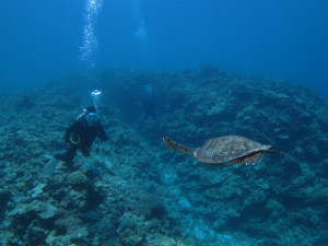 沖縄　ダイビング　慶良間　ウミガメ