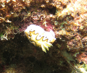 沖縄　ダイビング　砂辺　体験ダイビング