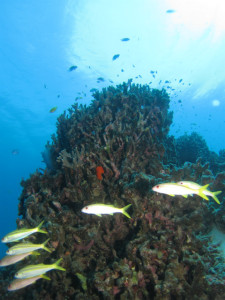 沖縄　ダイビング　OWD講習　FUNダイビング