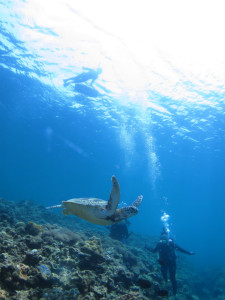 沖縄　ダイビング　慶良間　体験ダイビング　FUNダイビング