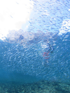 沖縄 体験ダイビング