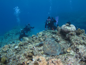 慶良間　ダイビング