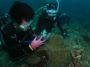 沖縄 体験ダイビング