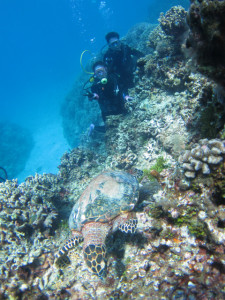 慶良間　体験ダイビング