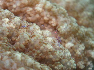 沖縄　ダイビング　砂辺　エビ