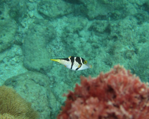 沖縄　ダイビング　シマキンチャクフグ