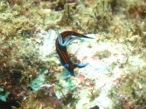 オキナワ　ダイビング　ウミウシ