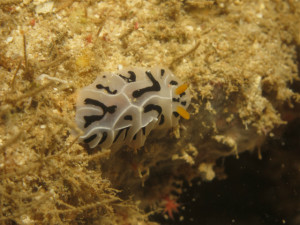 沖縄　ダイビング　ユキヤマウミウシ