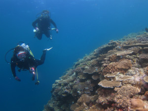 沖縄　ダイビング　万座のサンゴ