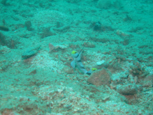 ヒレナガネジリンボウ