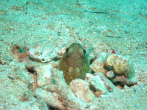 ジョーフィッシュ