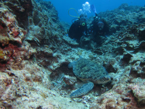 沖縄　ダイビング　慶良間　体験ダイビング