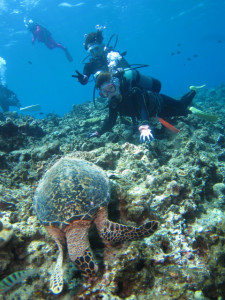 沖縄　ダイビング　慶良間　体験ダイビング