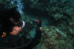 沖縄　ダイビング　慶良間　体験ダイビング　FUNダイビング