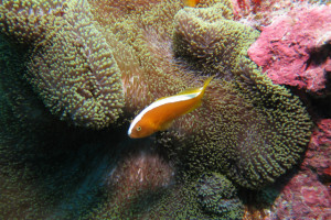 沖縄　ダイビング　セジロクマノミ