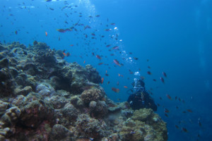 沖縄　ダイビング　慶良間　体験ダイビング　FUNダイビング