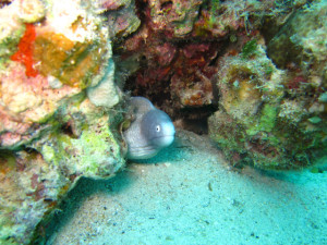 沖縄　ダイビング　レッドビーチ　体験ダイビング　サビウツボ