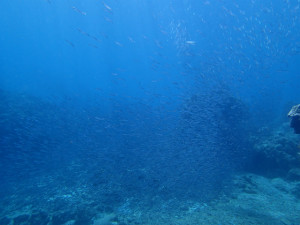 沖縄　ダイビング　慶良間　FUNダイビング　体験ダイビング