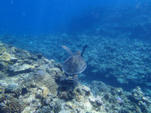 沖縄　ダイビング　慶良間　体験ダイビング