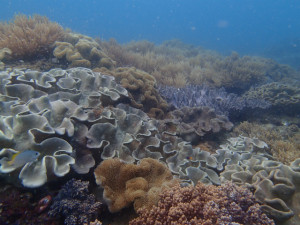 沖縄　ダイビング　砂辺　体験ダイビング