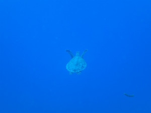 沖縄　慶良間　ダイビング　体験ダイビング