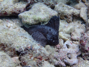 沖縄　ダイビング　砂辺　体験ダイビング