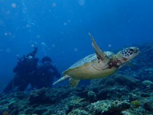 沖縄　体験ダイビング