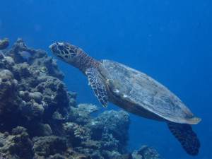 沖縄　体験ダイビング